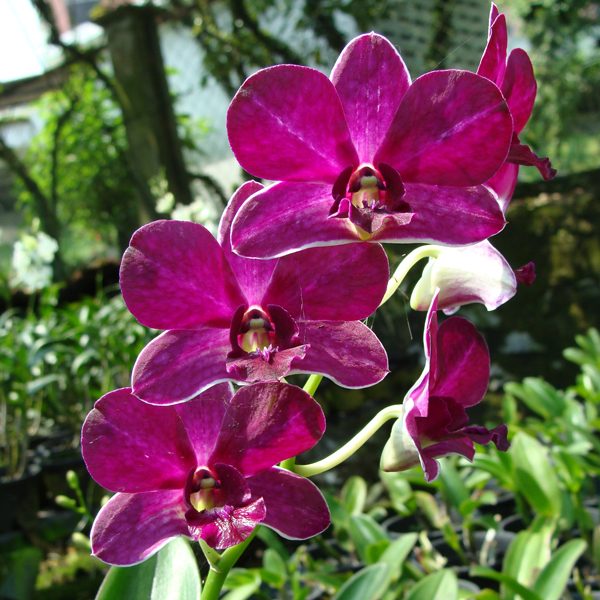 Dendrobium Sampran Brown orchid, flower number X555