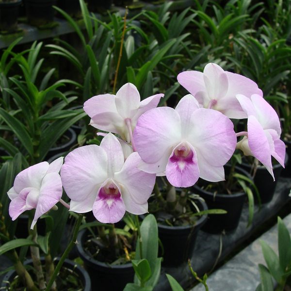 Dendrobium Burana Sunshine Compactum orchid, flower number X557