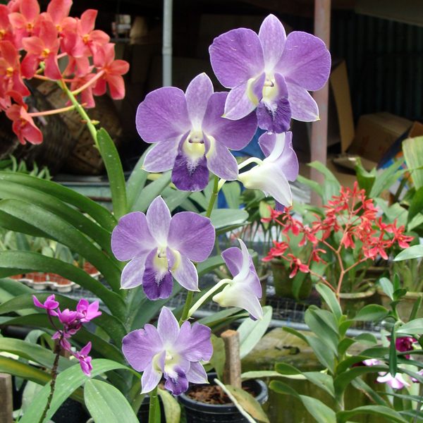 Dendrobium Red Bull orchid, flower number X558