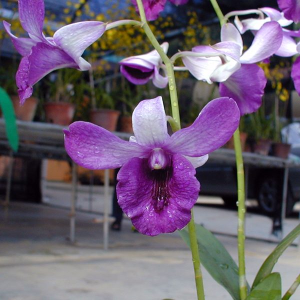Dendrobium Reha Zehran orchid, flower number X560