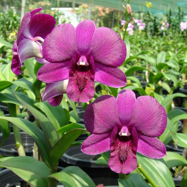 Dendrobium Mollisa Beauty × Jacquelyn Concert orchid, flower number X562
