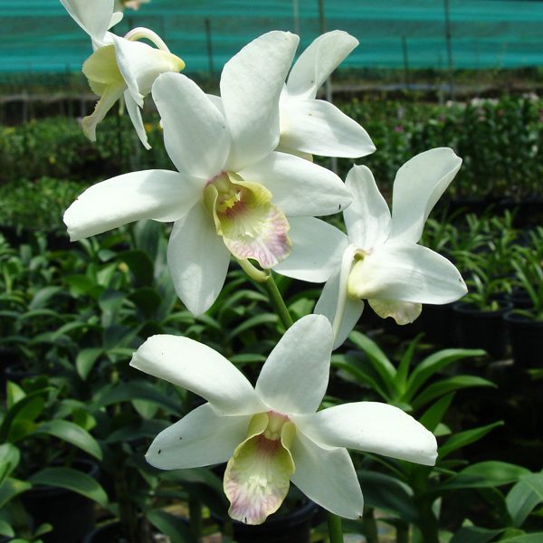 X572 · Dendrobium Burana Jade × Dendrobium Sang White