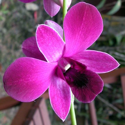 Dendrobium Jaquelyn Concert × Den Rinnapha orchid, flower number X577