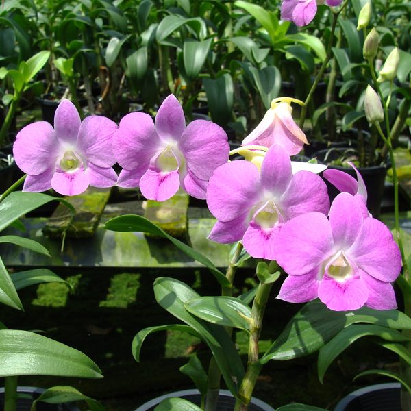 Dendrobium Adisak Pink orchid, flower number X580