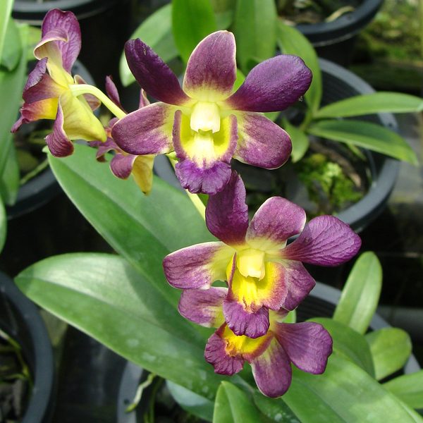 Dendrobium Betty Goto × Dendrobium Halawa Beauty orchid, flower number X581