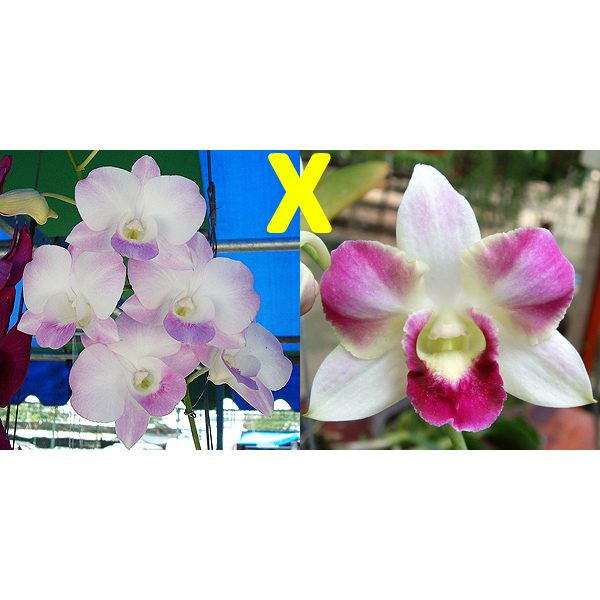 Dendrobium Edina orchid, flower number X582