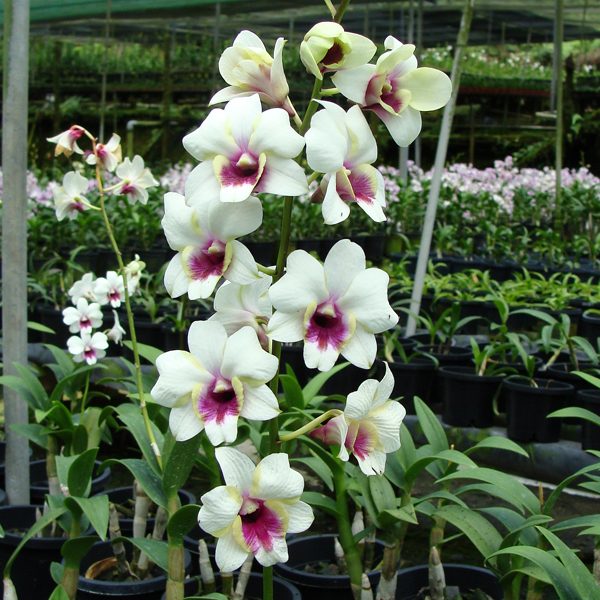 X587 · Dendrobium Emma × Chao Praya Gem ‘Splash’