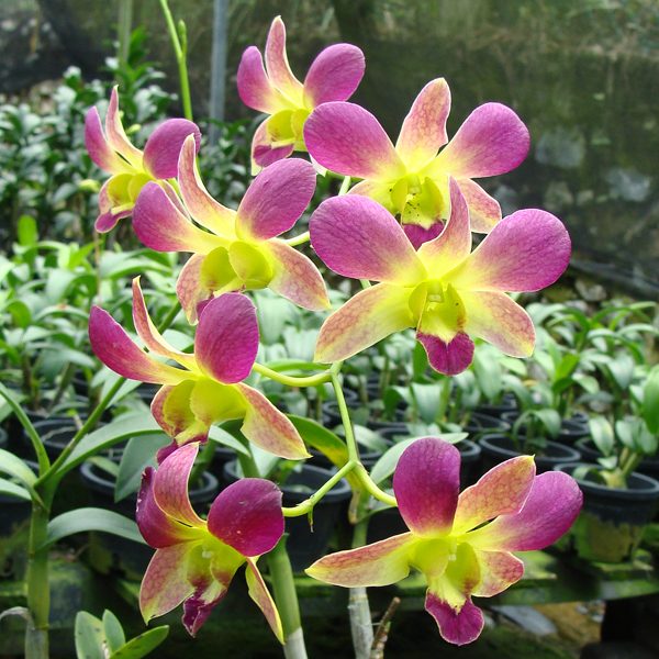 Dendrobium Pramot × Dendrobium Burana Green orchid, flower number X589