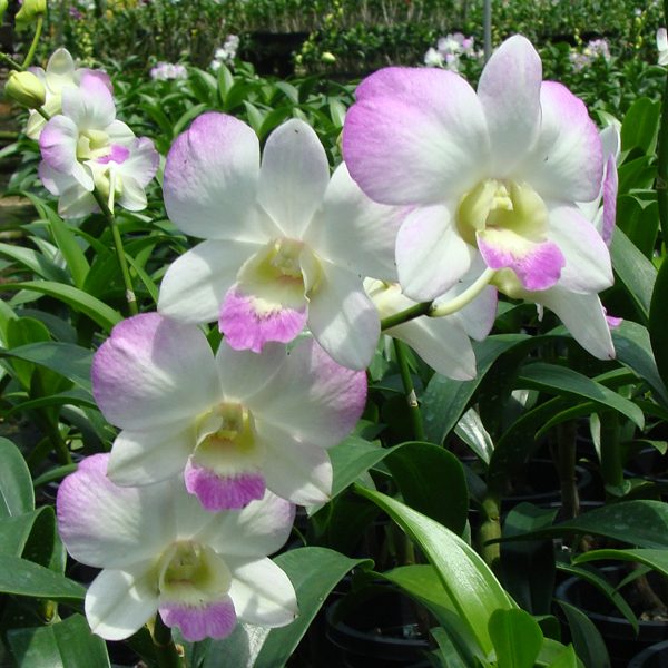 Dendrobium Burana Jade × Dendrobium Sang White orchid, flower number X592