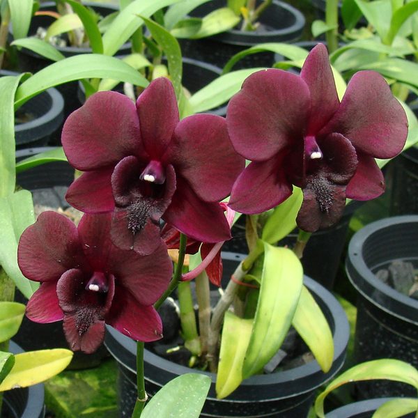 Dendrobium Blue Violetta × Dendrobium Black Cat orchid, flower number X597