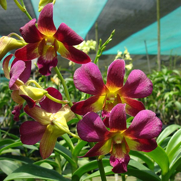 Dendrobium Morning Sun - New orchid, flower number X599