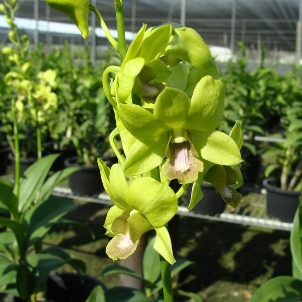 X600 · Dendrobium Burana Green