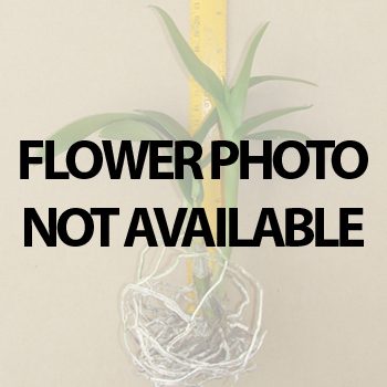 Dendrobium Nopporn Starbright orchid, flower number X608