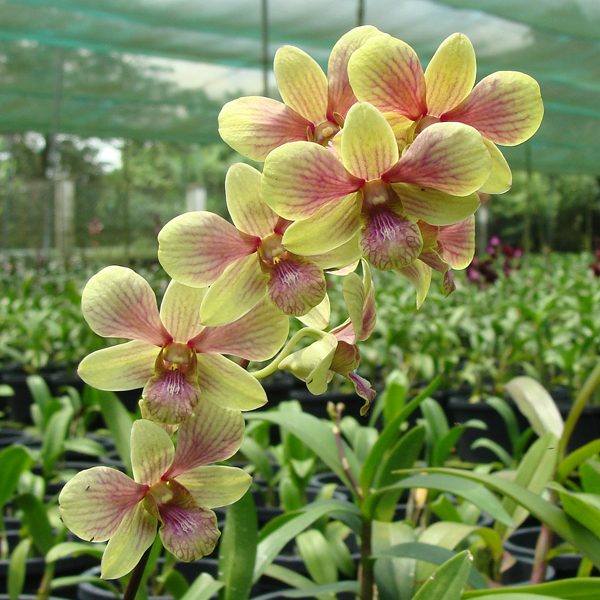 Dendrobium bigibbum × Dendrobium Burana Fancy orchid, flower number X609