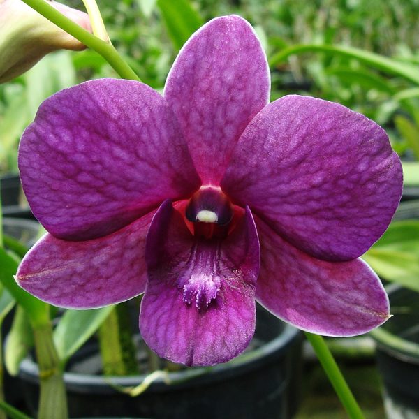 X610 · Dendrobium Blue Charm