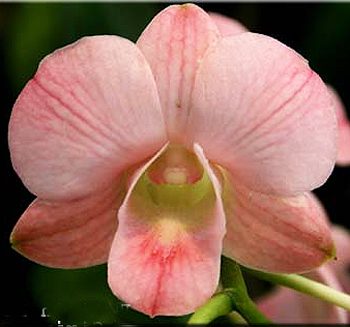 Dendrobium Sirin Beauty orchid, flower number X613