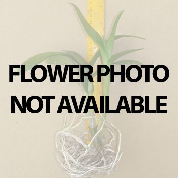 Dendrobium Yellow Butterfly × Yellow Bow orchid, flower number X625